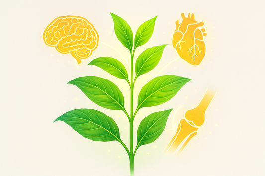 Unlock Peak Plant Power: Why Sports Research Vegan Omega-3 from Algae Oil is Your Brain, Heart, and Joint Hero