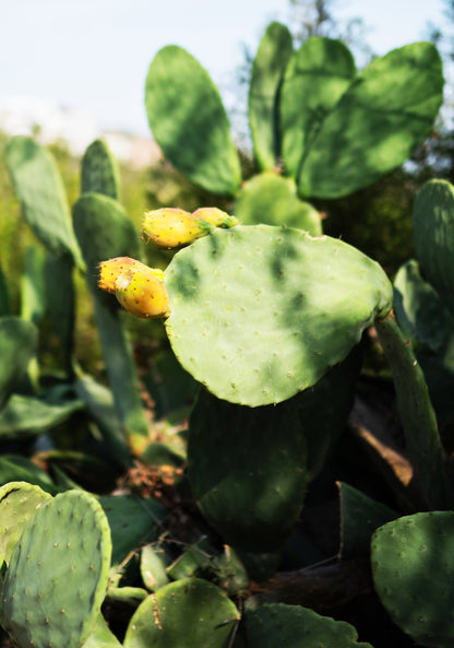 Herbal Pharm Dia-Med Nopal Cactus, 90 V-Capsules